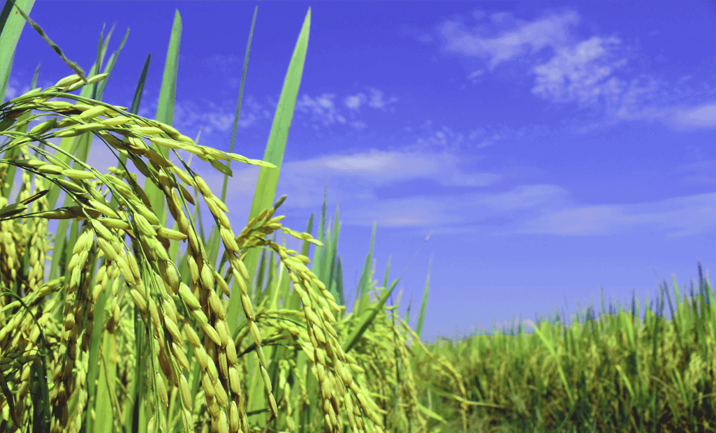 Government, Institutions & Agri Services