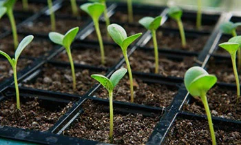 Seeds, Planting Material & Nursery