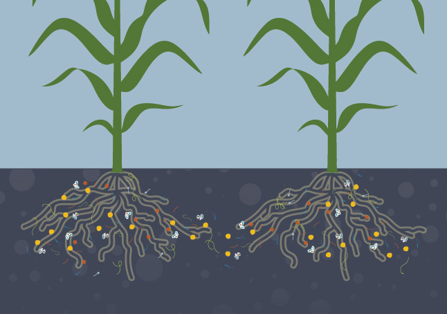 Crop Nutrition & Biological Solutions